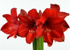 hippeastrum Red Rival (1)
